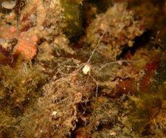 Ice Diving Trip 2011